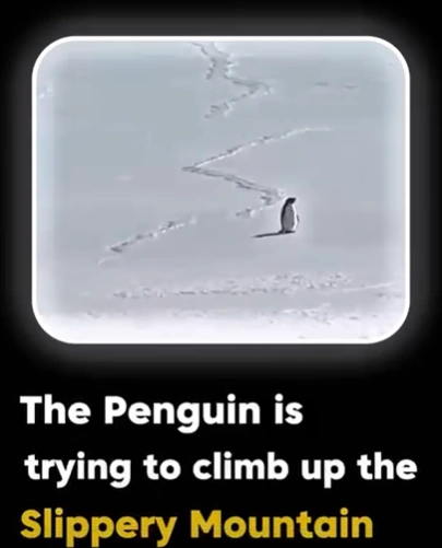 Facebook post — What This Penguin's Climb